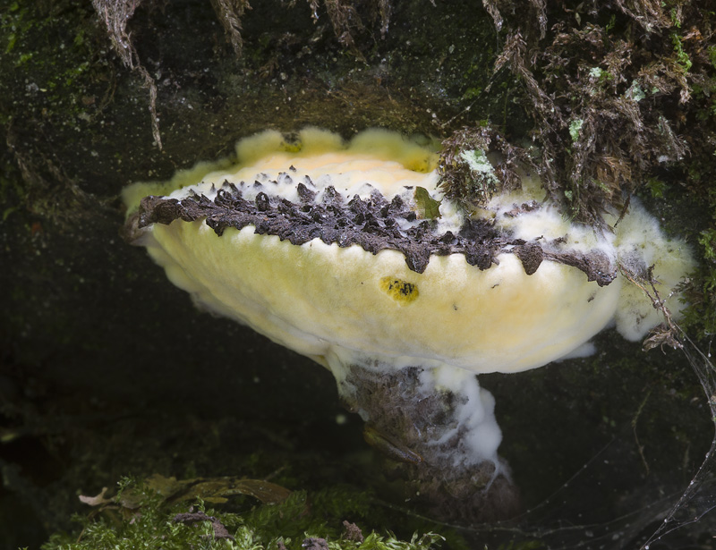 Hypomyces chrysospermus